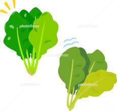 新鮮なほうれん草と萎れたほうれん草 イラスト素材 6550106 フォトライブラリー Photolibrary
