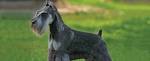 Miniature Schnauzer Dog Breed Profile | Petfinder