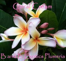 Image result for Plumeria rubra