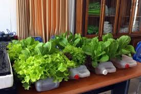 Selain hidroponik, bisa juga pakai sistem tanam aeroponik. Cara Menanam Hydroponics Mudah Di Rumah Tips Menanam