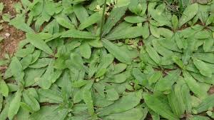 Image result for Elephantopus scaber