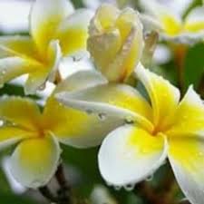 Join Me For Free On Wowapp To Earn Share And Make A Difference Plumeria Flowers Frangipani