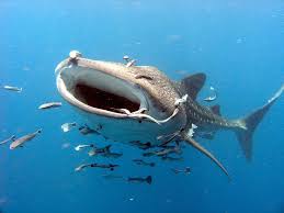 Maybe you would like to learn more about one of these? Since We Are Loving On The Whale Shark I D Like To Share That They Have A Symbiosis Relationship With The Remora Fish Which Eats The Whales Sharks Leftovers And Hitches Roses