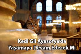 Kedi Gli Ayasofya Da Yasamaya Devam Edecek Mi Doga Simsek Kedici Kedi Kultur Dergisi