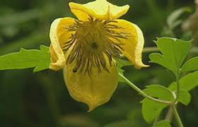 Although clematis will continue to grow and flower regardless of pruning, it is a good idea to look after it otherwise it can quickly get out of hand and grow in places that you do not want it to. Bbc Gardening Gardening Guides Techniques Pruning Clematis