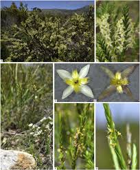 Image result for Struthiola