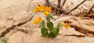 Image result for Chlorophytum calyptrocarpum