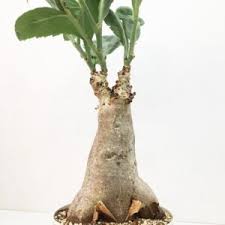 Image result for Euphorbia stenocaulis