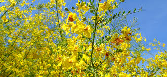 Yellow flowering trees in florida. 5 Best Yellow Flowering Trees
