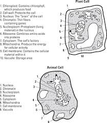 We did not find results for: A Look At Cells For The Asvab Dummies