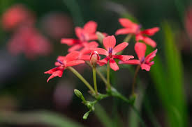 Image result for Freesia laxa