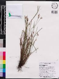 Image result for Scleria nyasensis