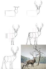 Comment Dessiner Un Cerf Cerf Dessin Dessin Rose Comment Dessiner Les Animaux