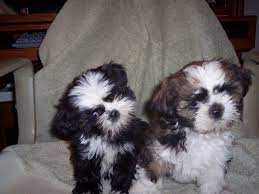 Dogs and puppies cats and kittens horses rabbits birds snakes. Yorkie Shih Tzu Shihtzu Puppies Akc Fort Morgan Colorado