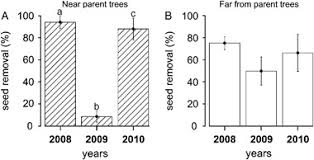 Image result for Globimetula kivuensis