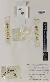 Image result for Ormocarpum zambesianum