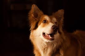 Read on for some hilarious trivia questions that will make your brain and your funny bone work overtime. 100 Dog Trivia Questions And Answers Trivia Quiz Night