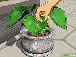Both mother of thousands and mother of millions are poisonous, unfortunately. How To Propagate Mother Of Thousands From Plantlets 13 Steps