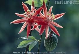 Image result for Passiflora vitifolia