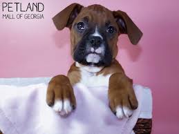 Maybe you would like to learn more about one of these? Boxer Puppies Petland Mall Of Georgia