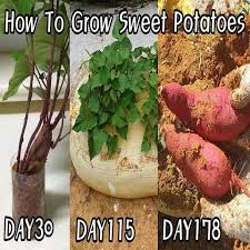 Nutritious and easy to grow. Https Www Facebook Com 217198121813792 Videos 1046215659164787 Growing Sweet Potatoes Container Potatoes Sweet Potato