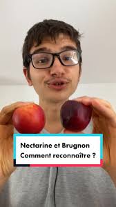 La nectarine et le brugnon sont les mêmes fruits ?! 😲 #apprendresurtiktok  #pourtoi #foryou #nectarine #brugnon #été #bio #astuces #viral #tips  #fruits #aprentissage #connaissance #savoir #lesaviezvous ...