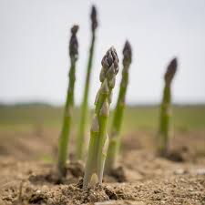 Jersey knight, jersey giant and jersey supreme. How To Grow Asparagus Tips For Planting Asparagus