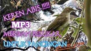Cucak Lumut Herunterladen Bila dilihat sekilas kedua jenis lovebird baik yang jantan dan betina memang. cucak lumut herunterladen