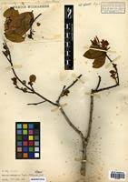 Image result for Anisophyllea boehmii