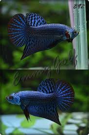 Fwbettas1486045800 Blue Hybrid M 892 Betta Fish Tank Betta Fish Betta