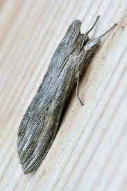 Image result for Cucullia umbratica