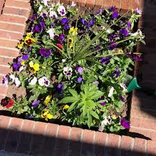 Maybe you would like to learn more about one of these? Prankster Plants Marijuana In Wyoming Town S Flower Pots State Regional Billingsgazette Com