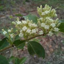 Image result for Rauvolfia nana