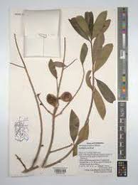 Image result for Warburgia ugandensis