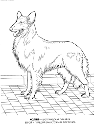 2886 gif 1538 2013 coloriage animaux dessin chien de noel gratuit