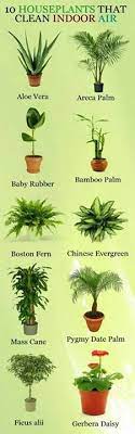 Pin By Joyce Misenheimer Smart On Simple Gardening Ideas Plants Indoor Plants House Plants