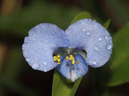 Image result for Commelina capitata
