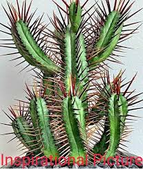 Image result for Euphorbia espinosa