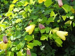 Image result for Bauhinia tomentosa