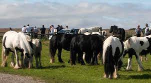 Information About Gypsy Cobs Surrey Springs Gypsy Cobs Australia
