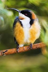 The Eastern Spinebill Is A Species Of Honeyeater Found In South Eastern Australia In Forest And Woodland Areas As Well Beautiful Birds Nature Birds Wild Birds