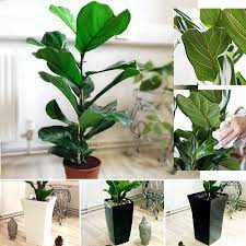 Looking at it today, maybe filling the inside with resin and sticking a brass stud in before it sets up. Large Fiddle Leaf Fig Indoor Tree House Plant In Pot Rare Evergreen Ficus Lyrata Ebay