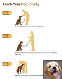 Bechewy is dedicated to helping you keep your pets happy and healthy. 46 Apartment Dog Ideas In 2021 Puppies Apartment Dogs Pets