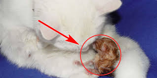 Apakah kucing bisa terkena stress setelah ada juga kasus di mana, anak kucing mati mendadak setelah dilahirkan karena pemilik kucing salah memegang. 5 Penyebab Plasenta Kucing Tidak Keluar Beserta Solusinya Goldenmaze