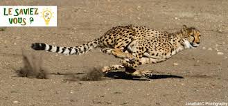 On dit souvent que l'animal le plus rapide du monde est le guépard. Guepard Faucon Poisson Ou Papillon Quel Animal Est Le Plus Rapide