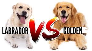 Golden Retriever Vs Labrador Retriever Which Breed Is Best For You Youtube