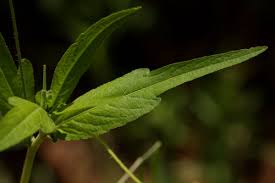 Image result for Tricliceras lobatum