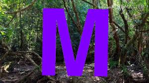 Adding letters to knitting is a great way to make a personal statement on a blanket, swea. Glasses Street Safari Letter M Battle For Dream Island Version Youtube