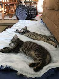 Stripes And Spots Oh My Kittens Cats Animals