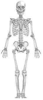 Studying anatomy is more than learning bones and muscles, you're training yourself to look deeper into your subjects, to understand them below the surface. Pin By Miguel Gutierrez On Human Body Skeleton Drawings Human Anatomy Drawing Skeleton Anatomy